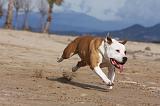 AMSTAFF ADULT 186